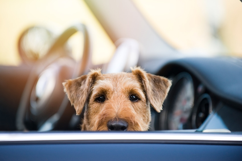 Conduire avec votre chien : conseils pour qu’il soit en bonne santé et heureux sur la route